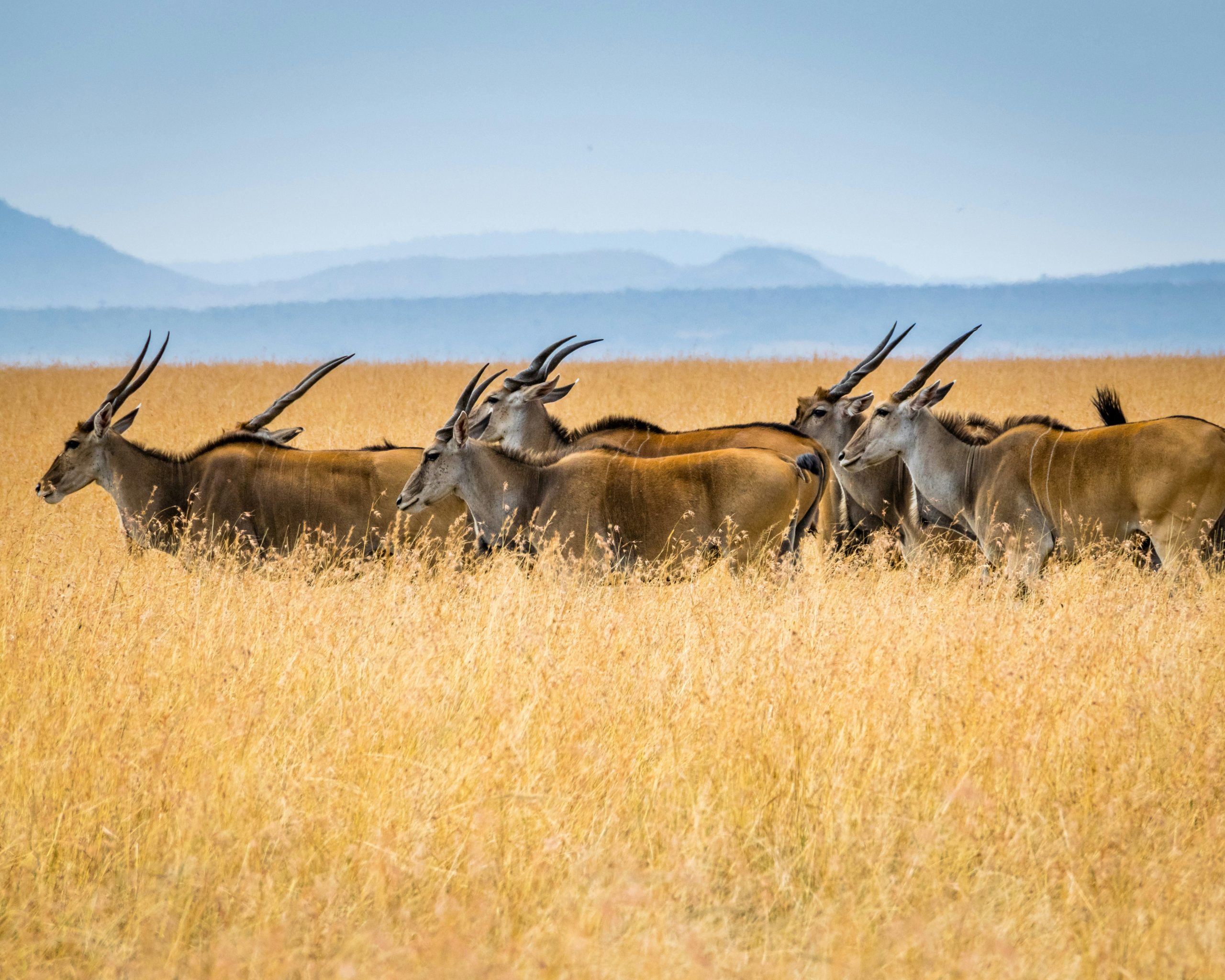 Kenya Safari Tours - Turnkey Holidays
