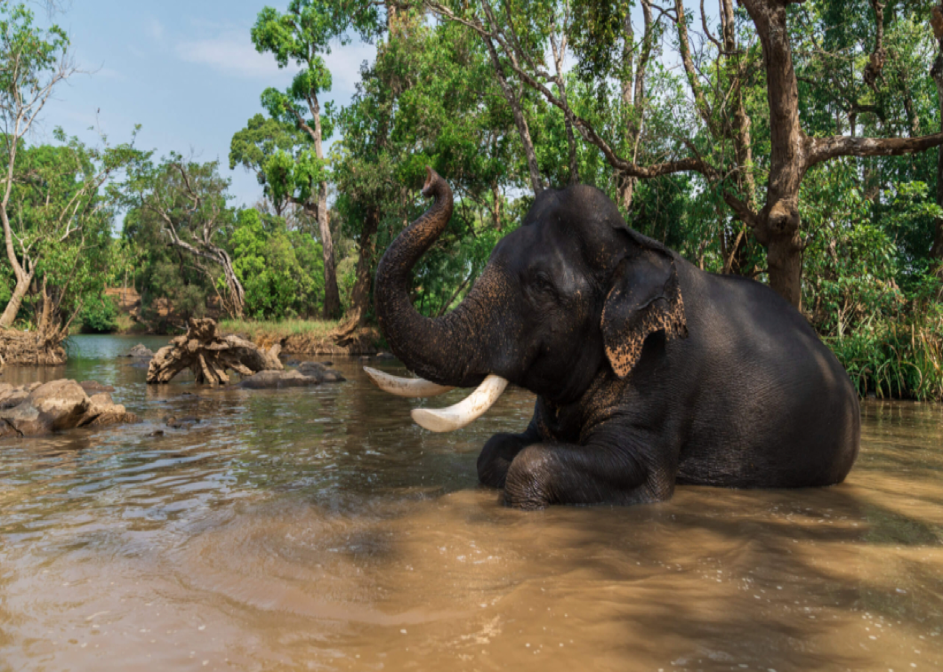 Dubare Elephant Camp                              