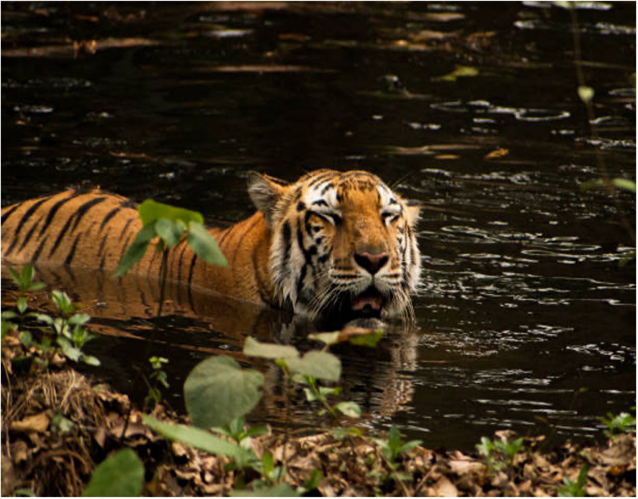 Bandipur Safari