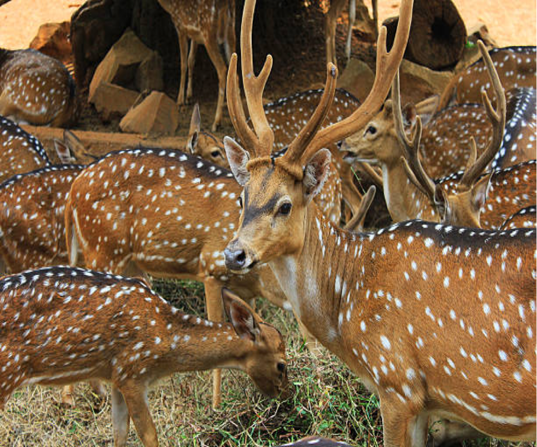 Bannerghatta Nature Camp                              