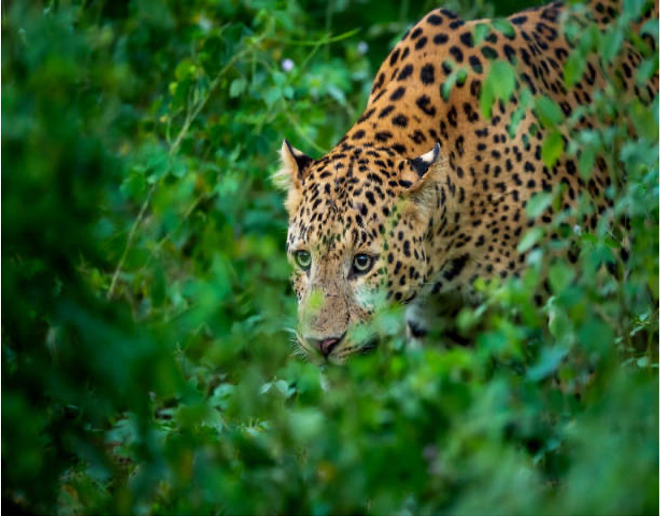 Kabini
