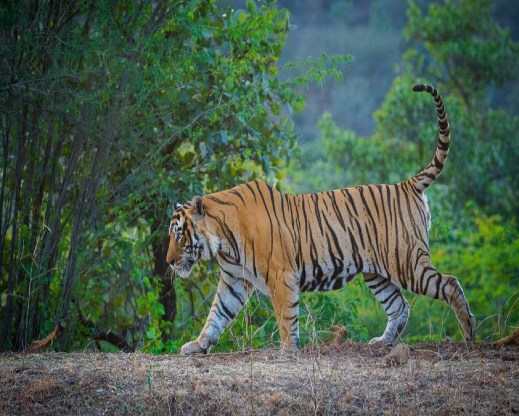 Ranthambore National Park