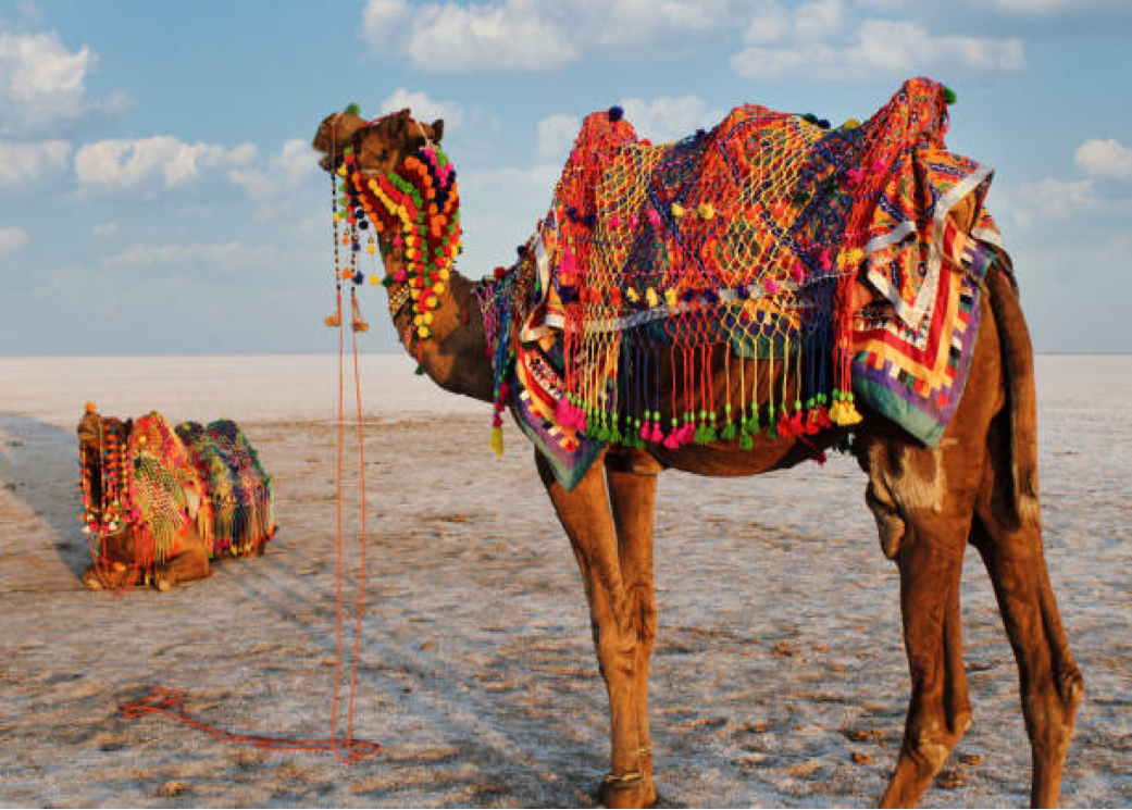 Gujarat-Rann of Kutch                     